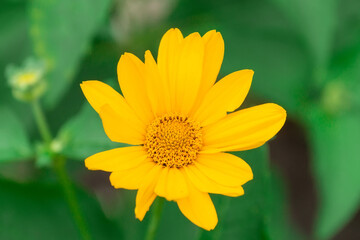 Tuscan sun false sunflower, Heliopsis helianthoides.