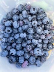 blueberries on a plate