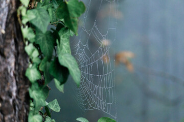 close up spider web on a tree with ivy and blurred background