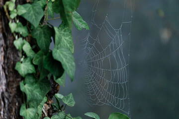 close up spider web on a tree with ivy and blurred background