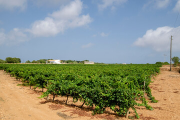 Fototapeta na wymiar viñas Terramoll, La Mola, Formentera, balearic islands, Spain