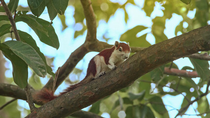 Squirrel on the tree. Variable squirrel on tree in public park.