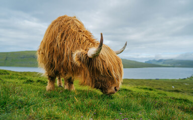 A Highland Cow (bos taurus taurus) or sometimes known as a Hairy Coo are a rustic cattle breed reared for beef. Scottish highlanders in a natural landscape. - obrazy, fototapety, plakaty