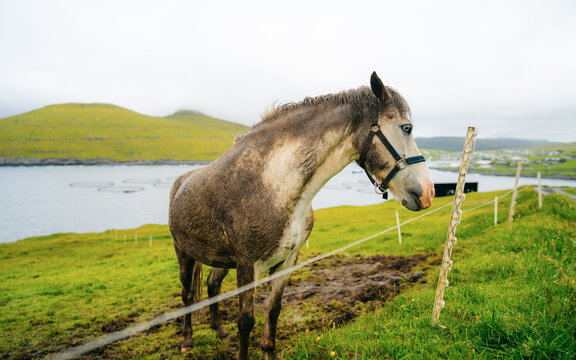 Portrait of white horse on pasture. Curious horse in small farms. Horse in the forest. Natural composition. Faroe Islands.