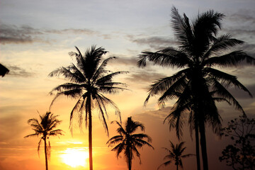 Fototapeta na wymiar Coconut trees with a nice sunset background.