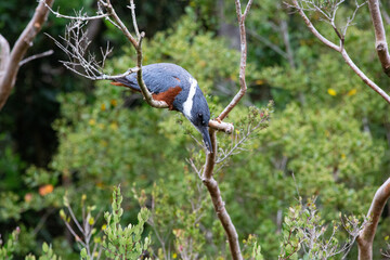 Ringed Kingfischer (Martin Pescador) Latin Name: Megaceryle torquata. Rio Maullin. Chile