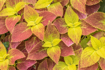 Closeup of red and yellow leaves