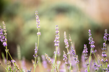 Lavender beautiful flowers