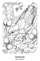 Nuthatch. Sitta europaea. British resident, widespread in Wales, southern England, the Midlands and in the Yorkshire area. Seen in areas with broad-leaved trees or in mixed woodland.