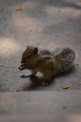 Close up shot of squirrel