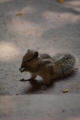 Close up shot of squirrel