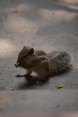 Close up shot of squirrel