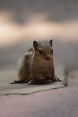 Close up shot of squirrel