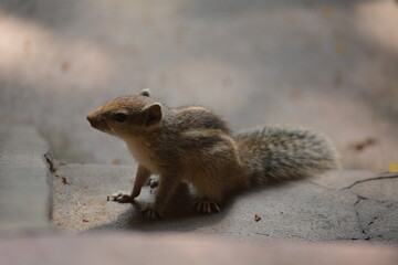 Naklejka na ściany i meble Close up shot of squirrel
