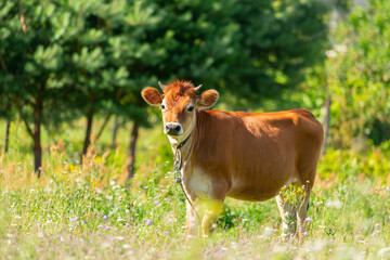 Young calf grazing on green pasture