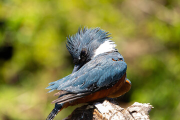 Ringed Kingfischer (Martin Pescador) Latin Name: Megaceryle torquata. Rio Maullin. Chile