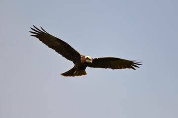 Rohrweihe (Circus aeruginosus) - Weibchen //
Western marsh harrier - female