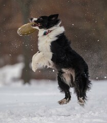 A dog plays with a disc in the snow