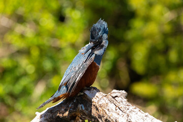 Ringed Kingfischer (Martin Pescador) Latin Name: Megaceryle torquata. Rio Maullin. Chile
