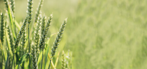 Macro close up of fresh young ears of young green wheat in spring summer field. Free space for text. Agriculture scene
