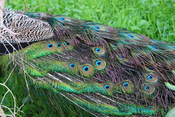 Peacock in the city park.