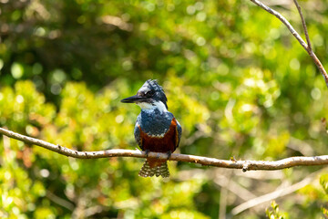 Ringed Kingfischer (Martin Pescador) Latin Name: Megaceryle torquata. Rio Maullin. Chile