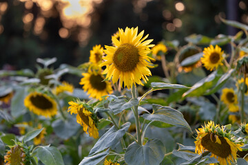 sunflowers in the field against sunset