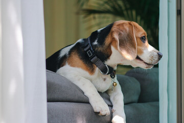 Cute beagle puppy peeking out the window.