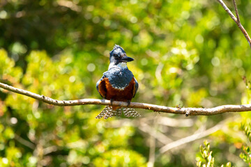Ringed Kingfischer (Martin Pescador) Latin Name: Megaceryle torquata. Rio Maullin. Chile