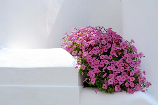 Pale pink ampelous petunia. Decorative light pink surfinia against a white wall in sunlight