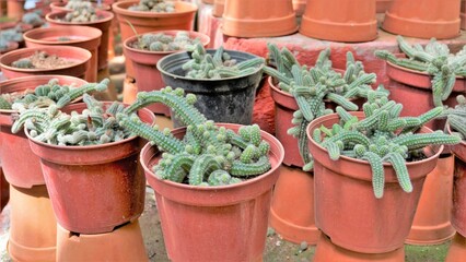 Beautiful indoor cactus pot plants of Echinopsis chamaecereus from a nursery garden. Also known as...