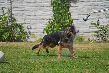 17 weeks old female German shepherd puppy playing with water