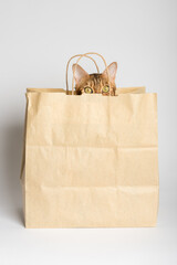 A cute Bengal cat peeks out of a paper bag. White background.