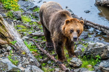 Fototapeta premium A close up view of an Alaskan brown bear on the shore of Disenchartment Bay close to the Hubbard Glacier in Alaska in summertime