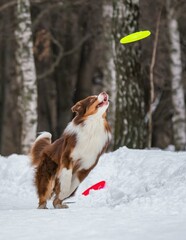 A dog plays with a disc in the snow