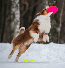 A dog plays with a disc in the snow