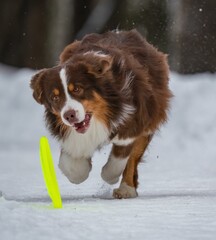 A dog plays with a disc in the snow
