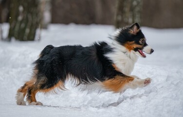 A dog plays with a disc in the snow