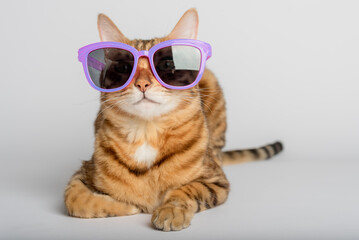 Portrait of a Bengal cat in colored sunglasses on a background
