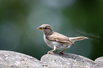 female house sparrow