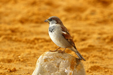Sparrow collects crumbs on the city beach.