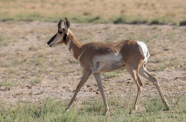 Pronghorn Antelope Buck in the Utah Desert