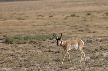 Pronghorn Antelope Buck in the Utah Desert