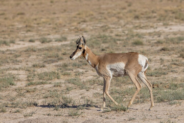 Pronghorn Antelope Buck in the Utah Desert