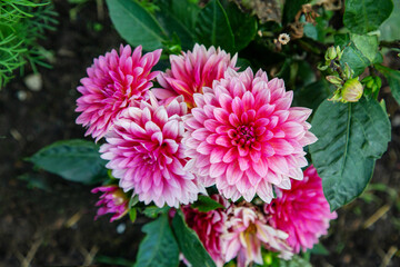 Dahlia flowers with beautiful pink white petals in the ground against a background of green leaves. Flora plants flowers.