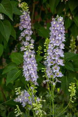 Larkspur, or Delphinium, or Larkspur (Lat. Delphinium) with beautiful pale purple flowers on a long stem in the ground against a background of green leaves. Flora plants flowers.