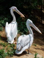 Two pelicans, adult and young, on the shore in profile