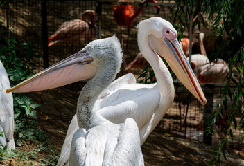 Two pelicans close-up