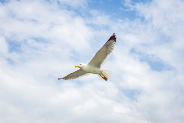 Seagull flies free in the sky with open white wings and large feathers.