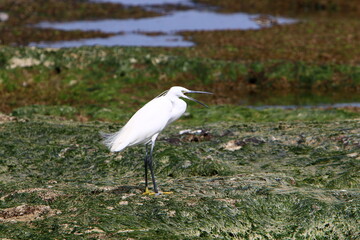 White heron on the shores of the Mediterranean Sea.